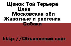 Щенок Той Терьера › Цена ­ 17 000 - Московская обл. Животные и растения » Собаки   